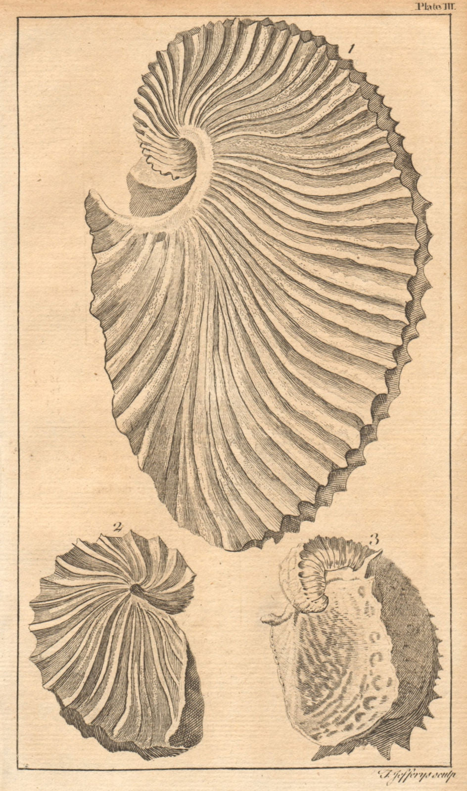 Plate III. Sea shells. Paper Nautilus, Argonauta. Molluscs 1755 old print